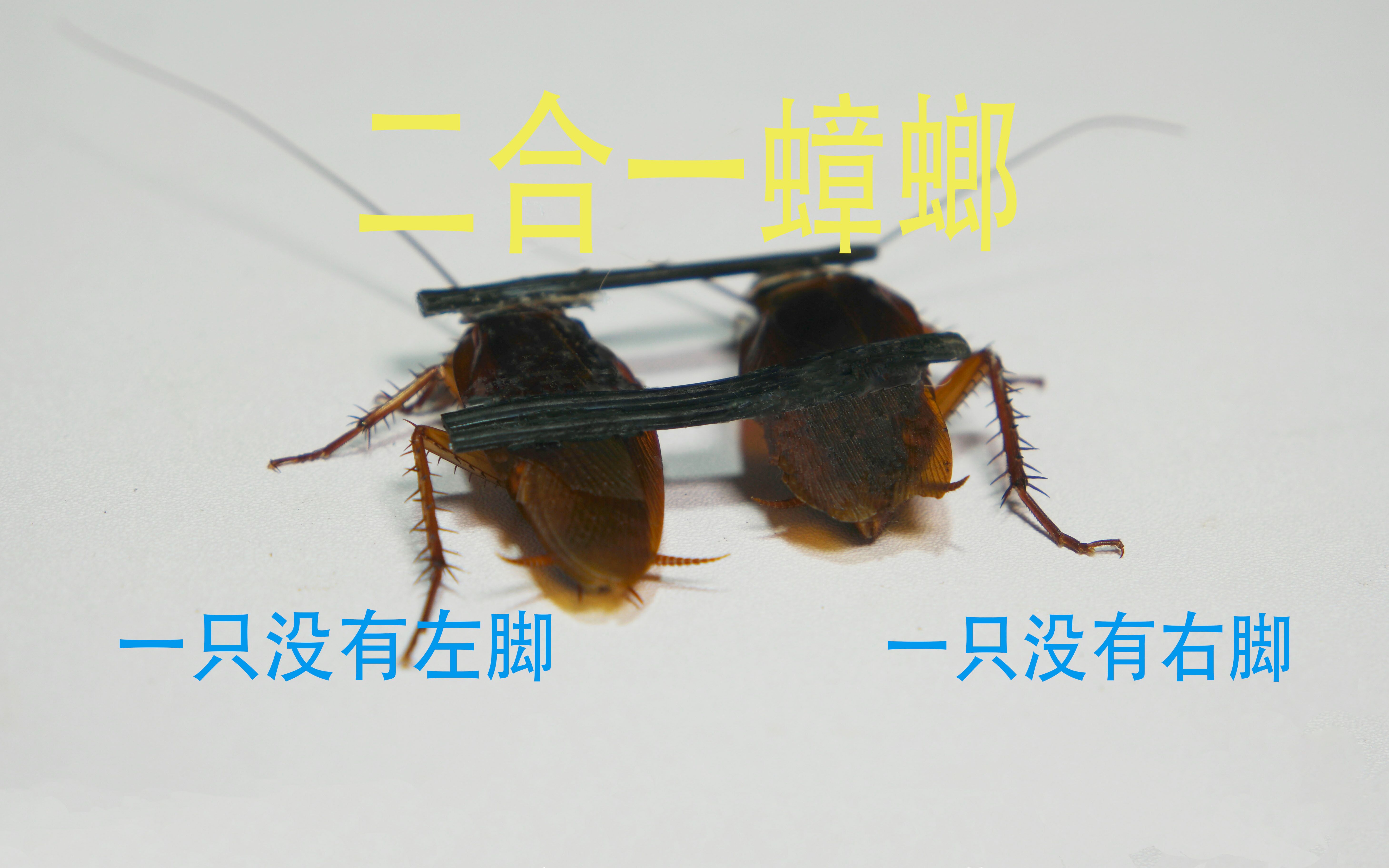 给两只蟑螂分别去掉左右腿,串联起来还能正常行走吗?