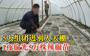 5人偷5万株辣椒苗民警2小时破案：自家辣椒苗坏了，想偷来补种