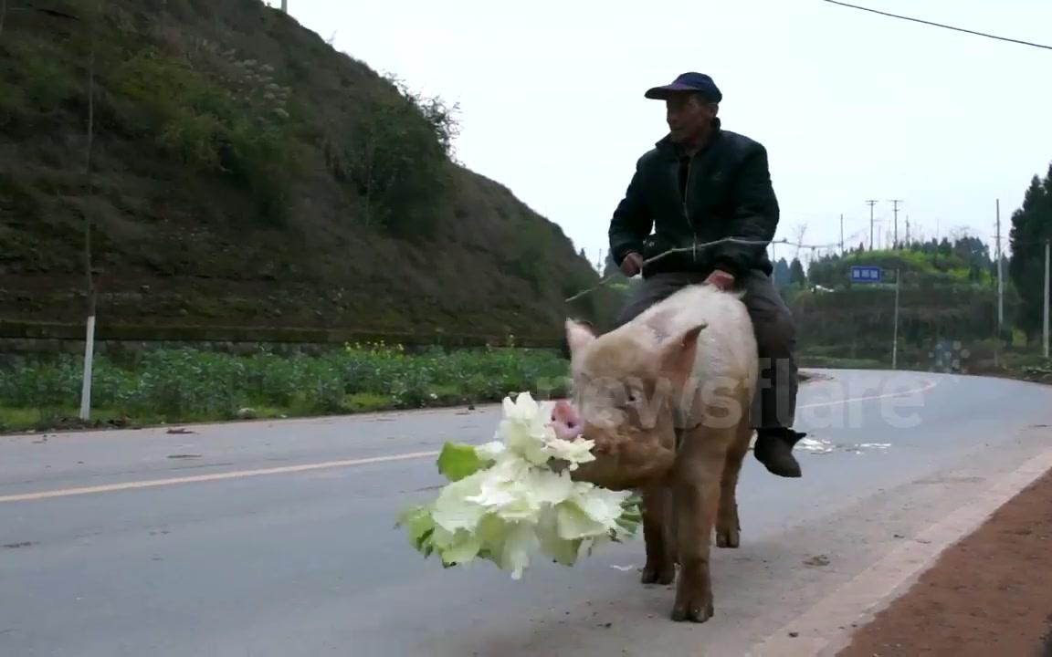 骑在猪身上的照片图片