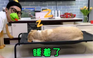 Download Video: 狗：想打狂犬疫苗就直说，不用这么拐弯抹角