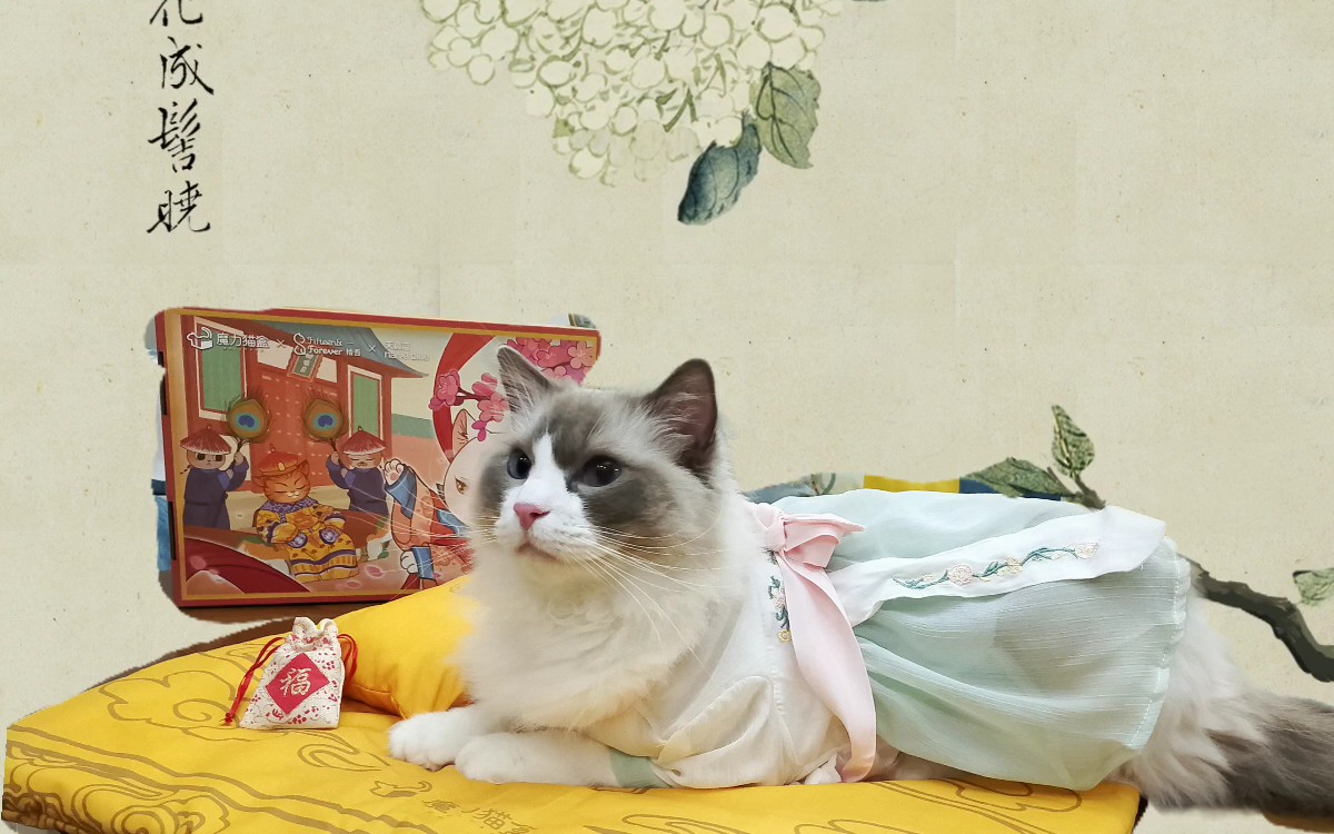 【布偶猫乐透】当布偶猫公公穿上汉服小裙子