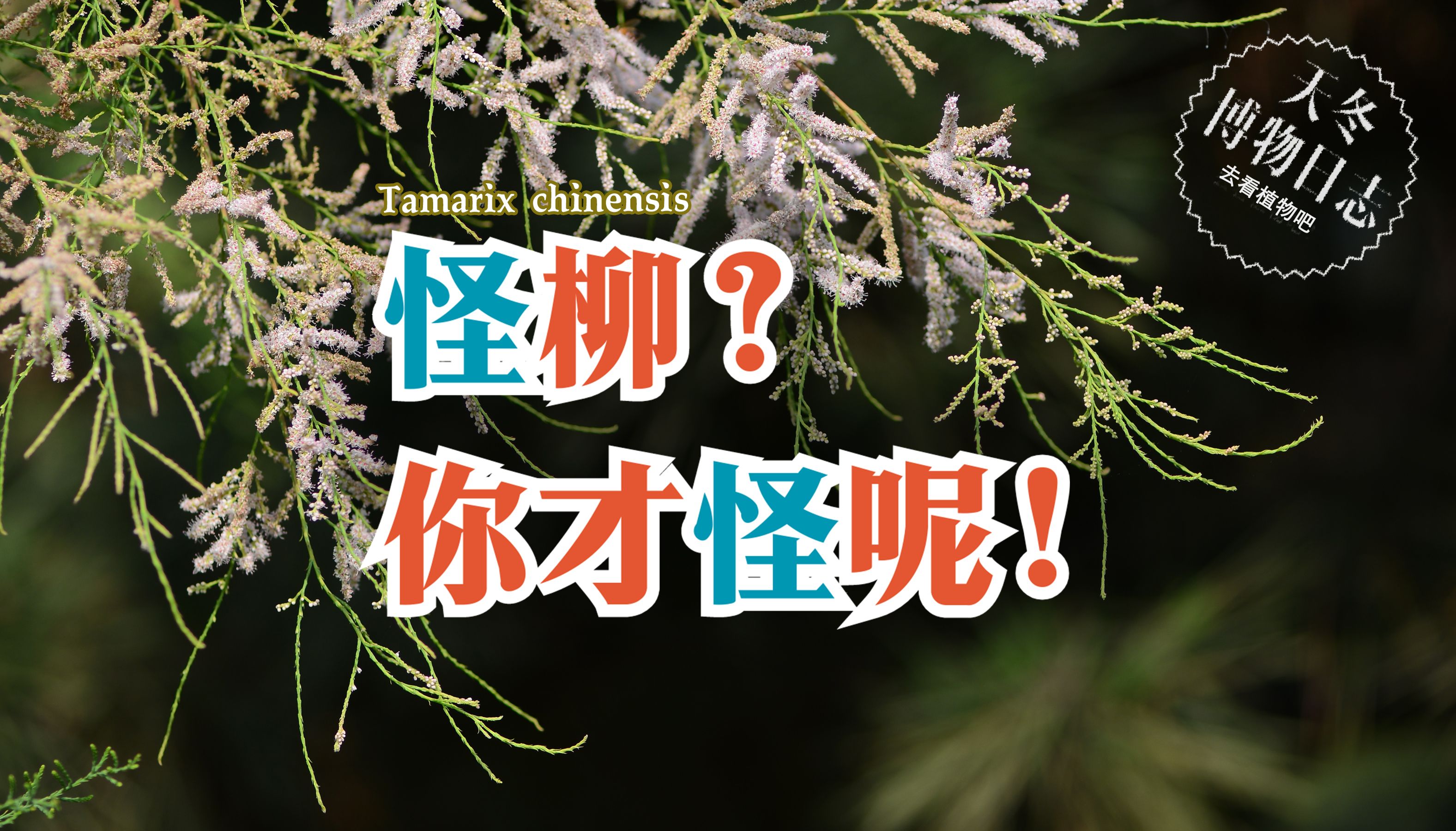 有谁把这种植物读成『怪柳』了?请举手!【天冬博物日志】【去看植物吧】哔哩哔哩bilibili