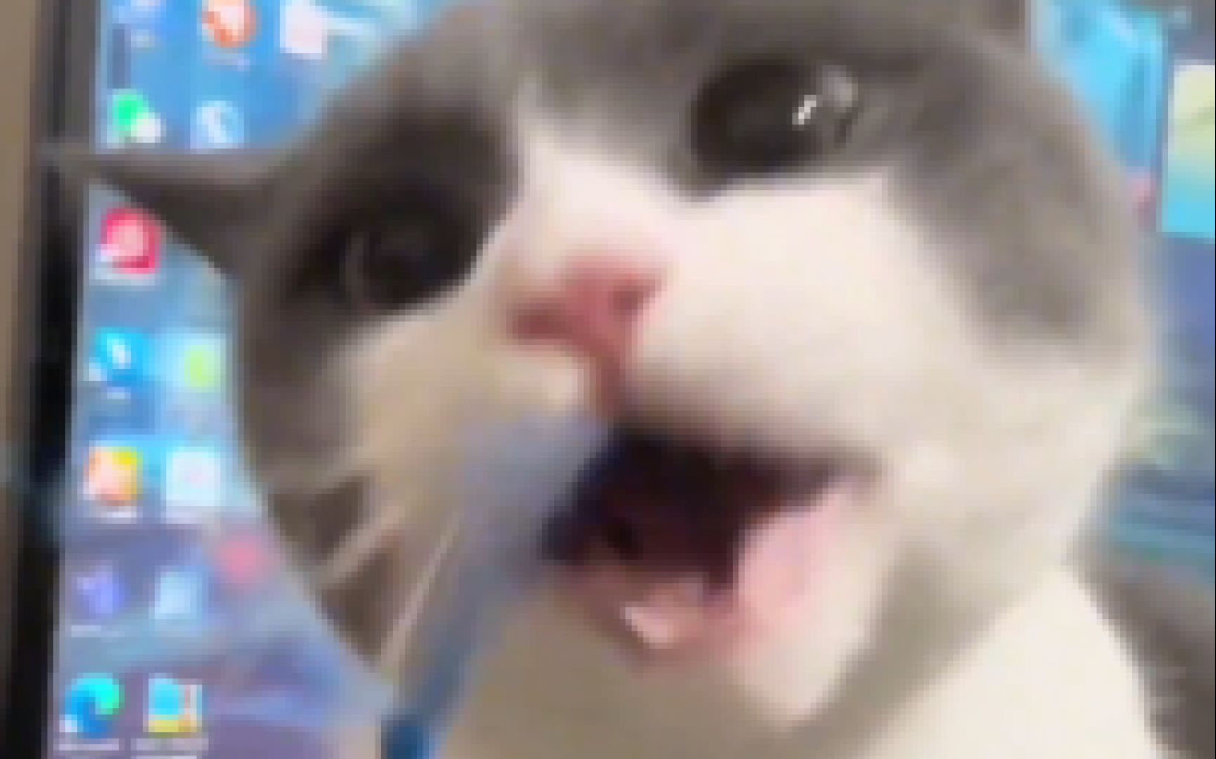 “你才傻猫，你全家都是傻猫！哼！！”_哔哩哔哩_bilibili