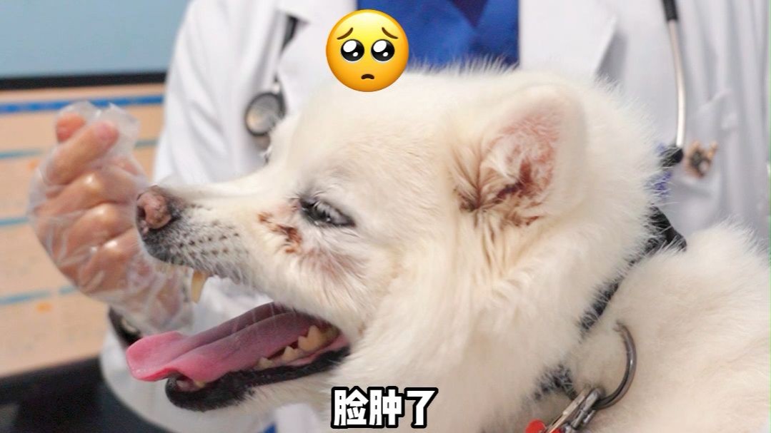 狗子:牙疼不是病…疼起来要狗命!