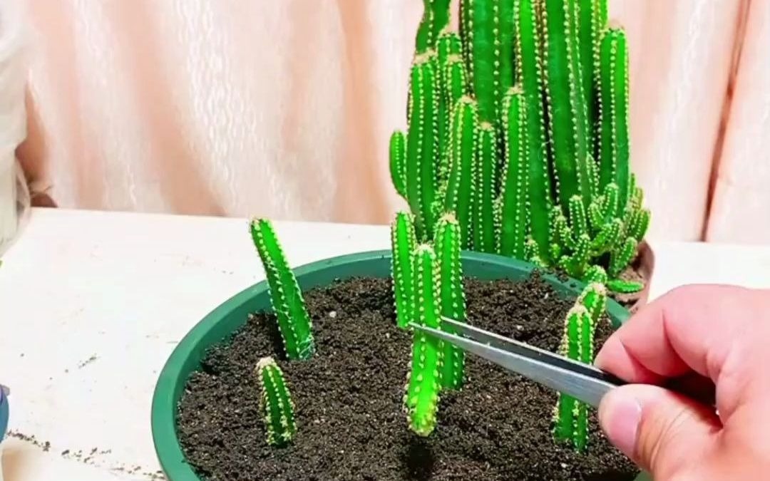 【花卉知识】万重山这样扦插成活率高生根快!_哔哩哔哩_bilibili