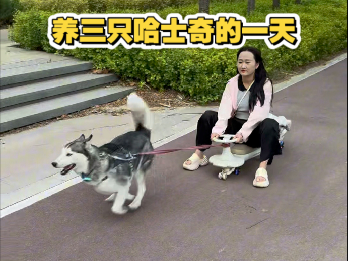 欢迎收看99年未婚女生养三只哈士奇的一天