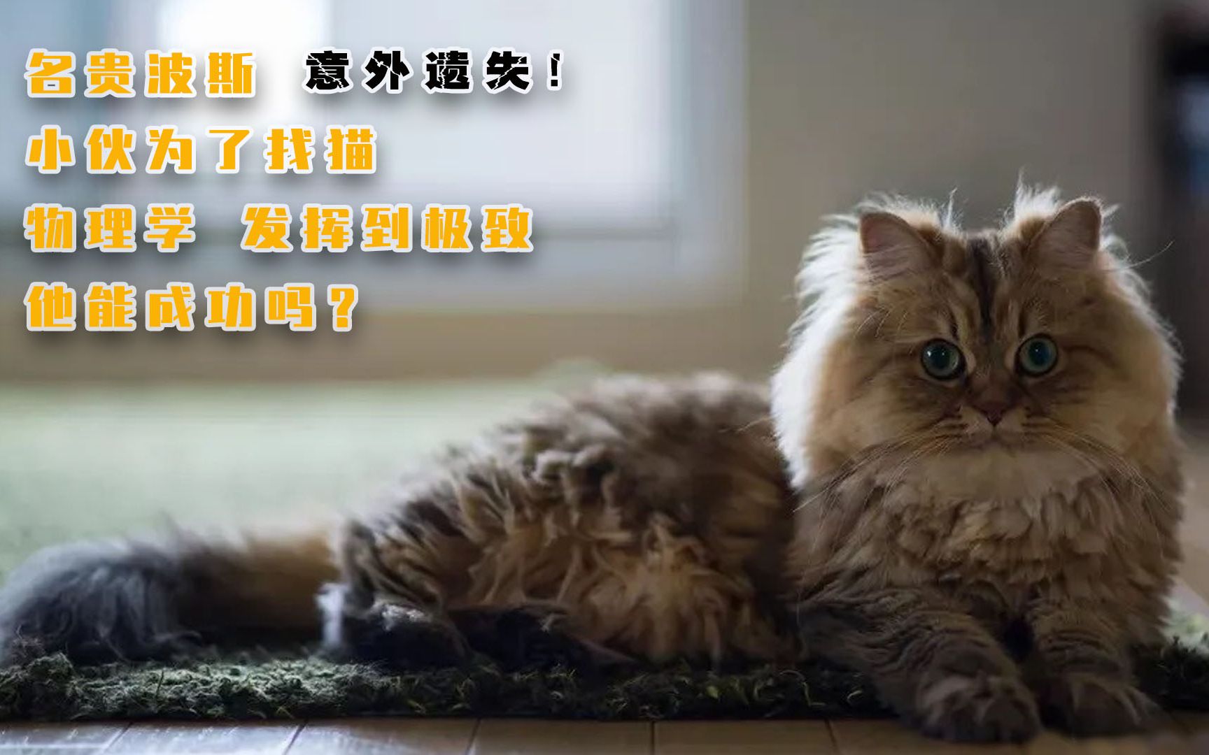 找猫小队文能推理运算,武能楼顶救猫!哔哩哔哩bilibili