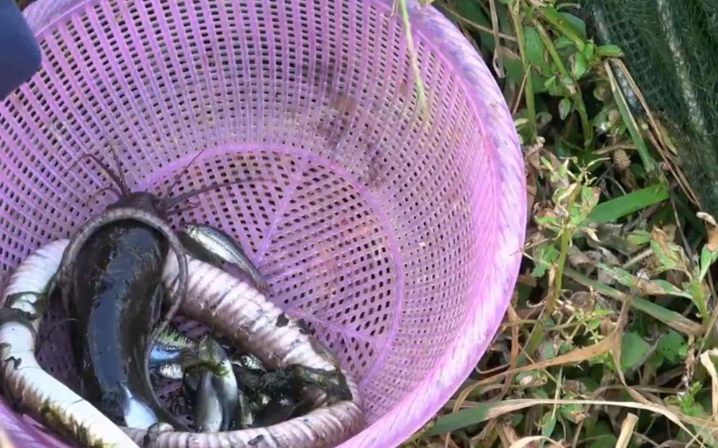 华农的兄弟,放地笼收获一条大蟒蛇,兄弟以前的视频