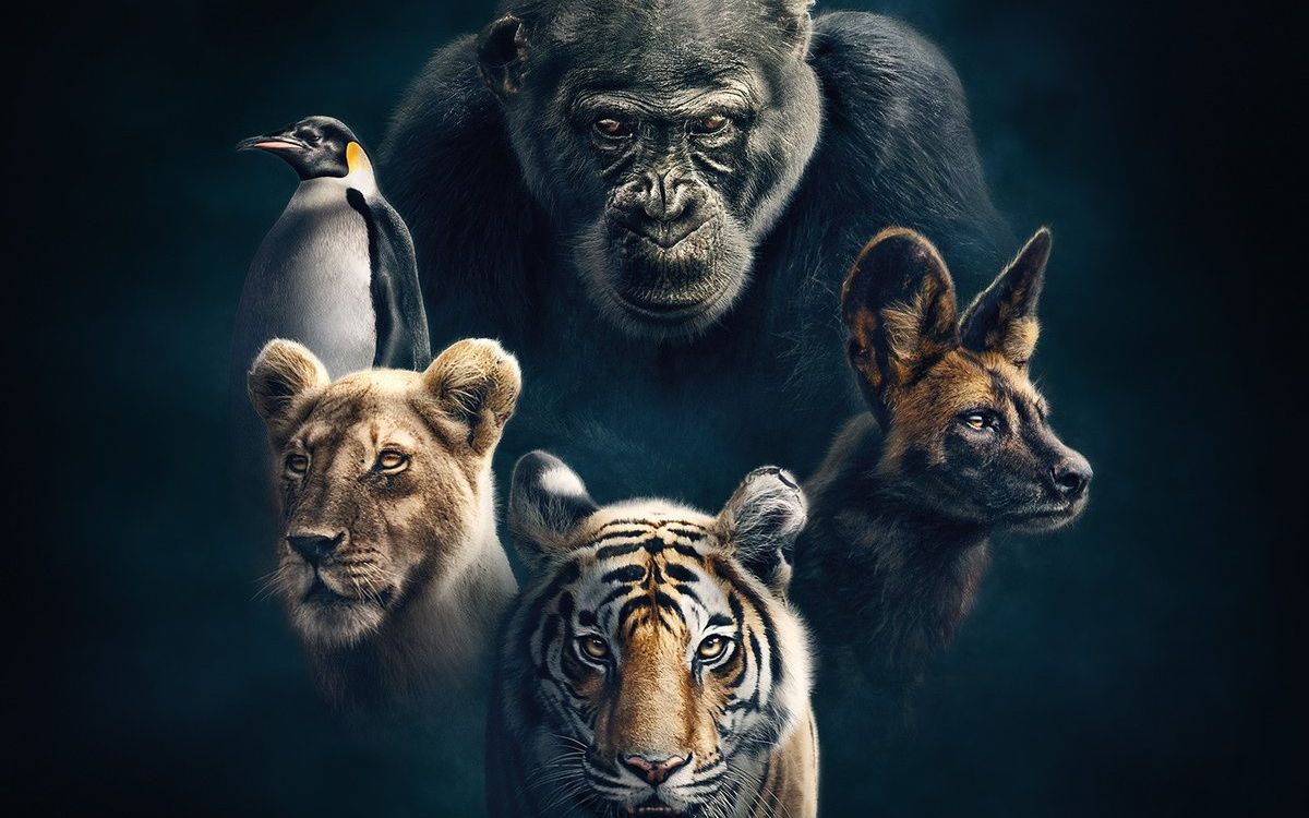 动物版冰与火之歌bbc年度纪录片王朝官方正版预告