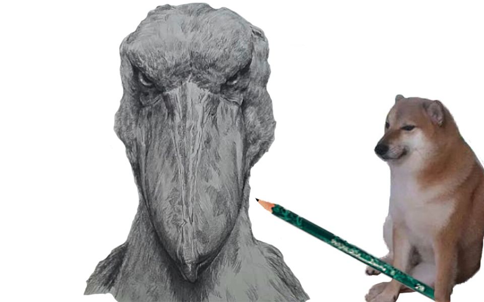 素描鲸头鹳详细讲解四艺森合尚教育