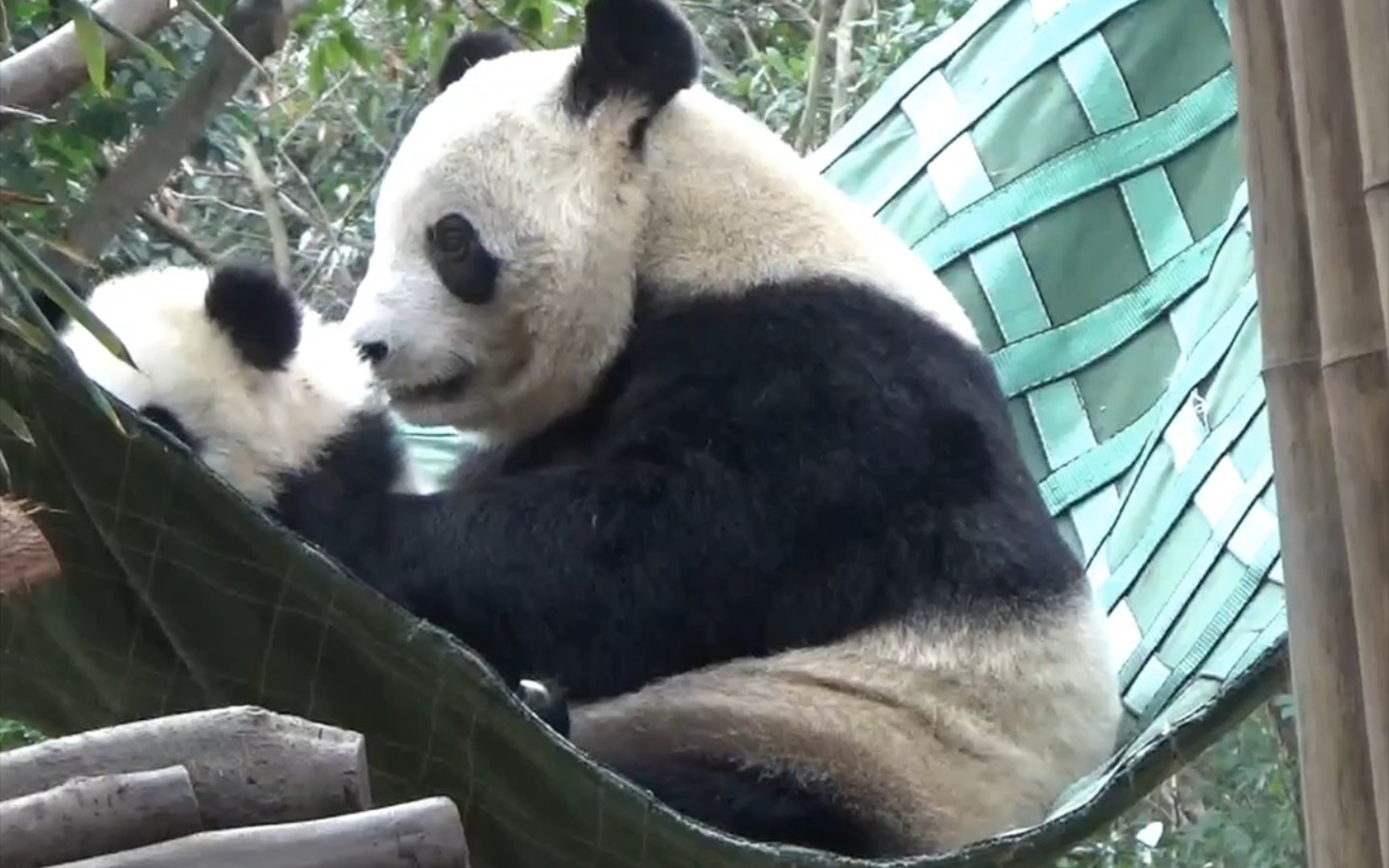 [图]谨以此片献给离开一周年的阿福妈妈！忍住不哭，因为多多在爱中长大！