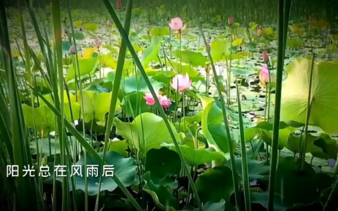 [图]《阳光总在风雨后》我相信会有彩虹！