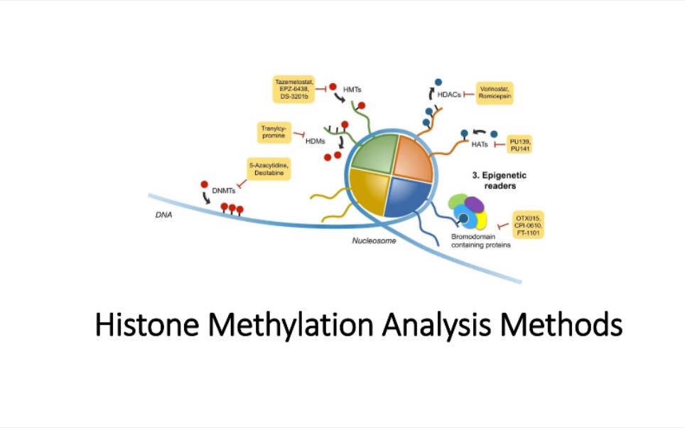 组蛋白甲基化的研究方法哔哩哔哩bilibili
