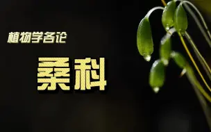 Download Video: 4植物学各论——桑科