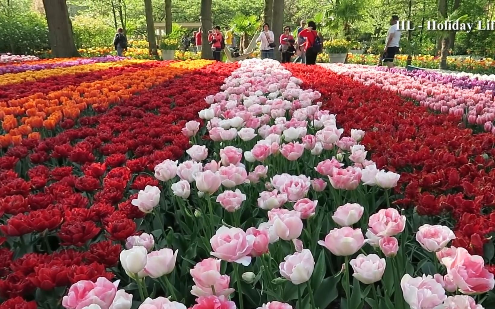 库肯霍夫公园花海郁金香海 Keukenhof 2019  In the evening哔哩哔哩bilibili