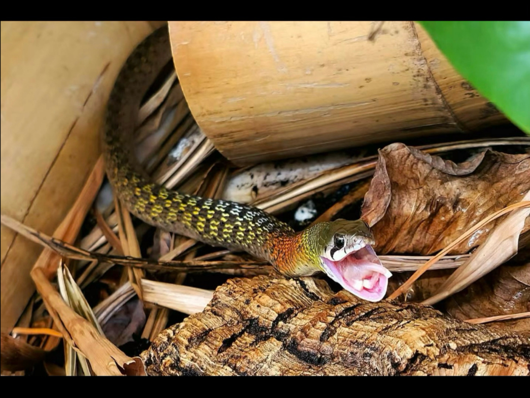 国内红脖颈槽蛇为红脖颈槽蛇北方亚种也就是海勒颈槽蛇对上期作品做出