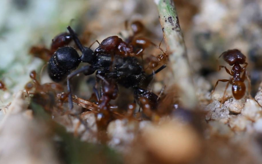聚纹双刺猛蚁diacamma rugosum难忍疼痛犯错误而被费氏大头蚁pheidole