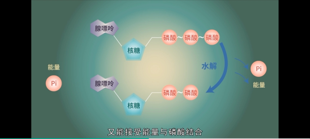 高一必修一 生物 《生物大师》ATP哔哩哔哩bilibili