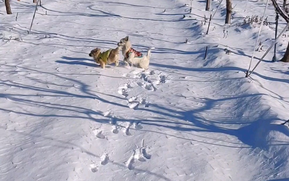 [图]雪地的第一排狗脚印