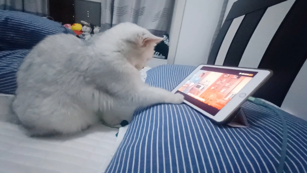 怎么会有这么爱看电视的小猫咪啊_哔哩哔哩_bilibili