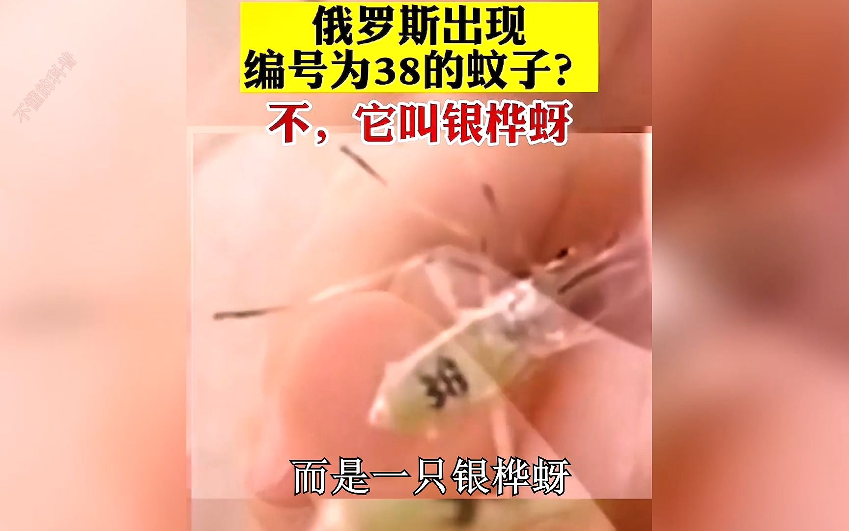 [图]俄罗斯发现编号38号蚊子，是美国生化武器吗？真像来了！