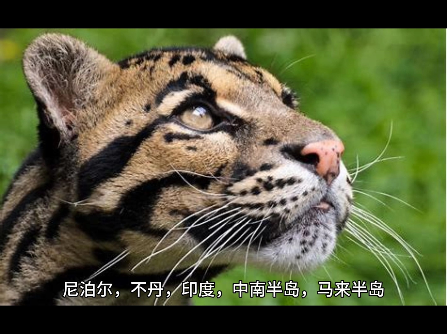 野生动物 珍稀猫科动物之一云豹哔哩哔哩bilibili