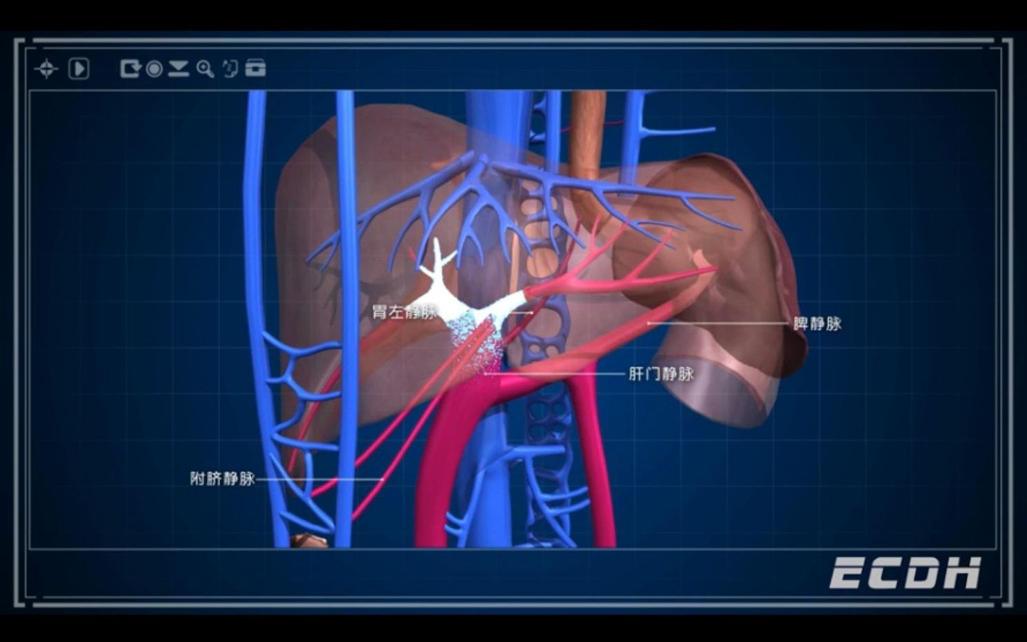 肝门静脉系哔哩哔哩bilibili