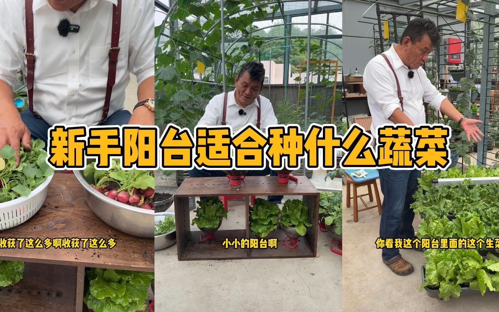 [图]新手阳台适合种什么蔬菜？