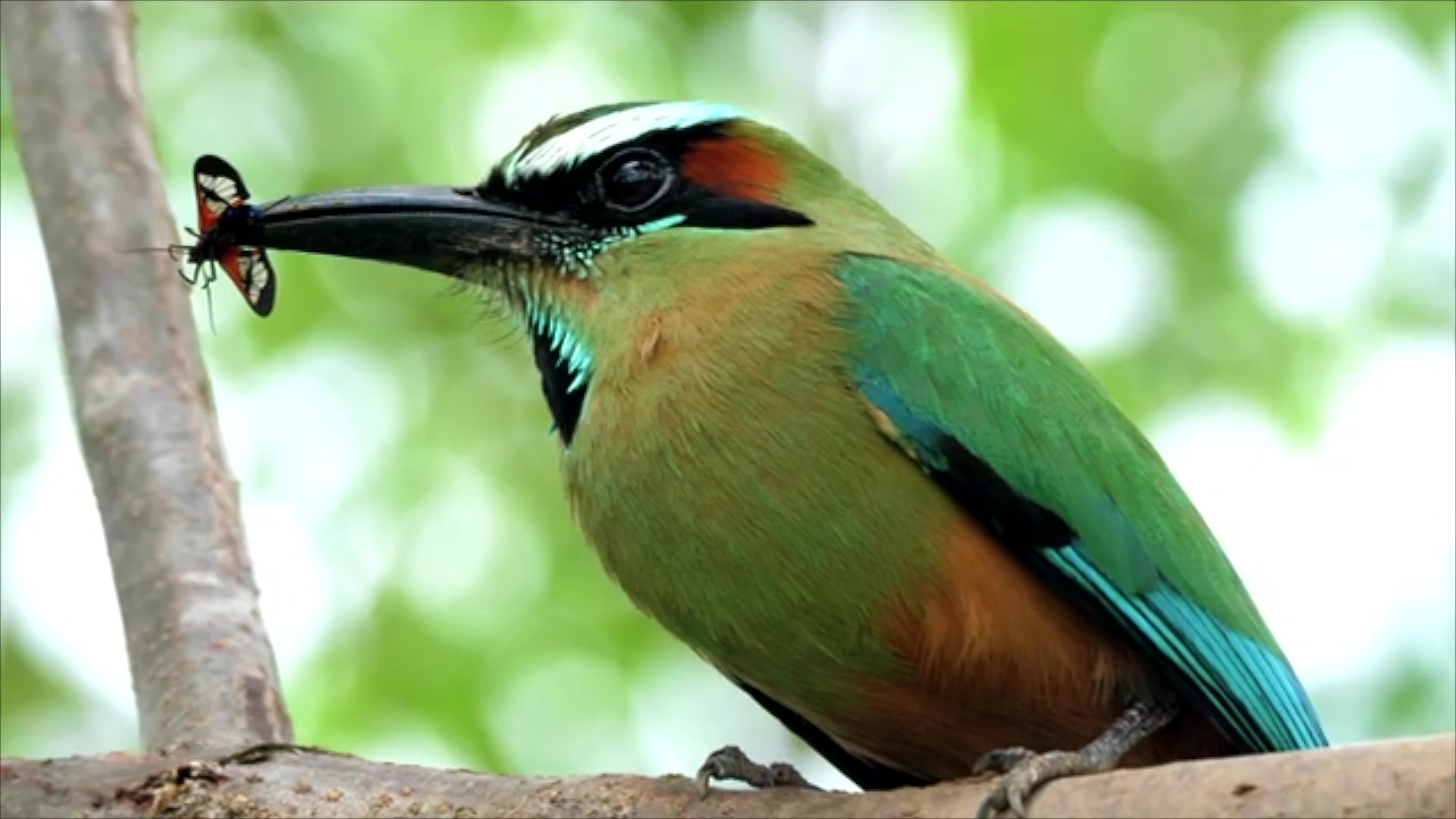 世界珍贵的鸟都在这 值得收藏 ! 超清8k