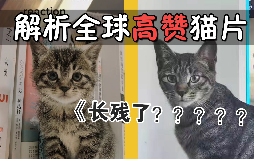 [图]解析全球高赞猫片：这期一定看完！猫咪长残真实案例，笑yue了