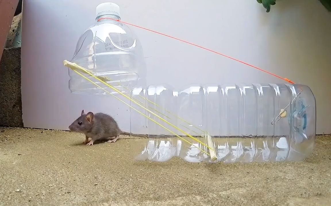 自制捕鼠神器制作方法图片