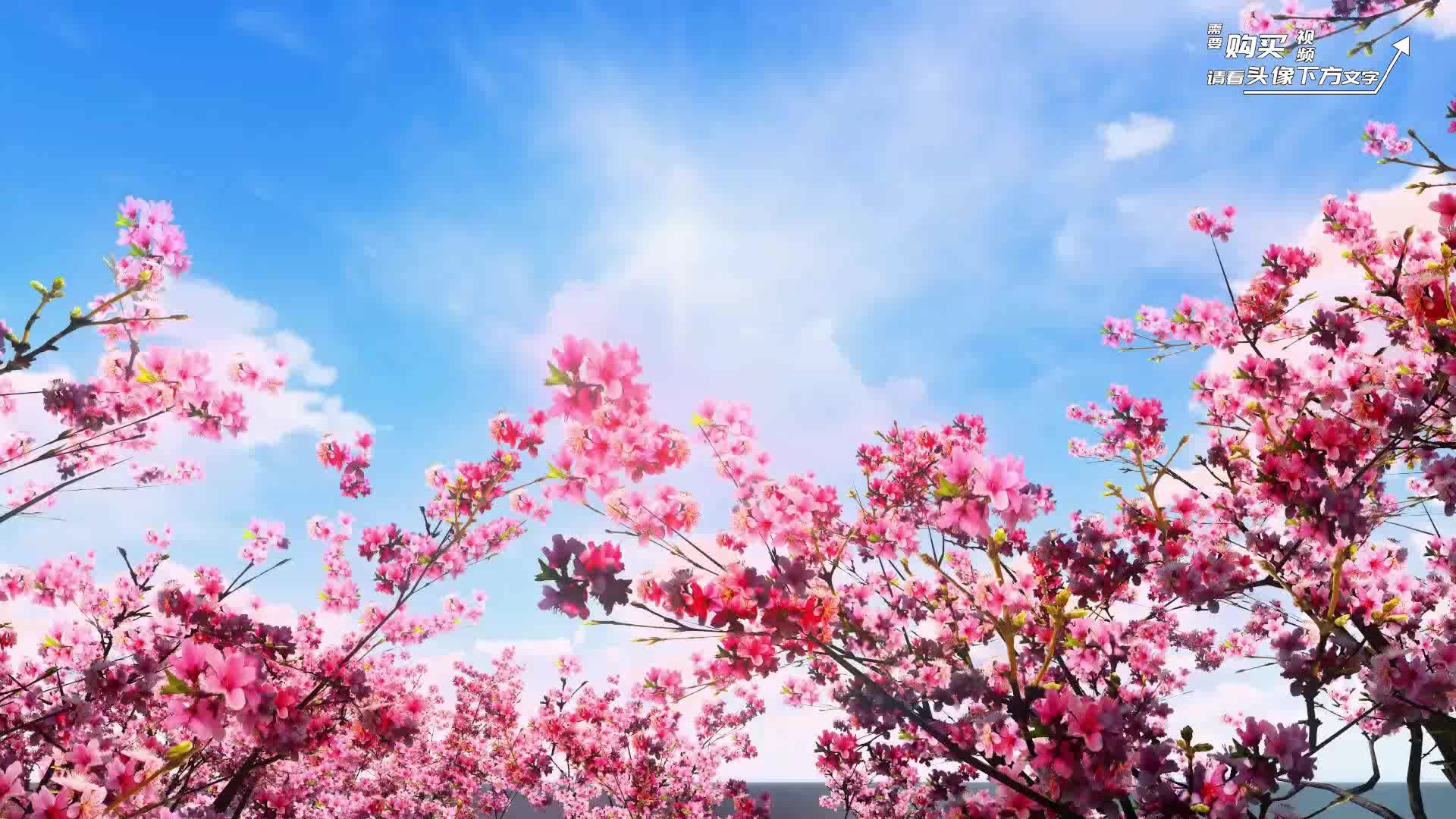 桃花朵朵开伴奏 粉色古风儿童少儿舞台背景年会led屏高清视频素材