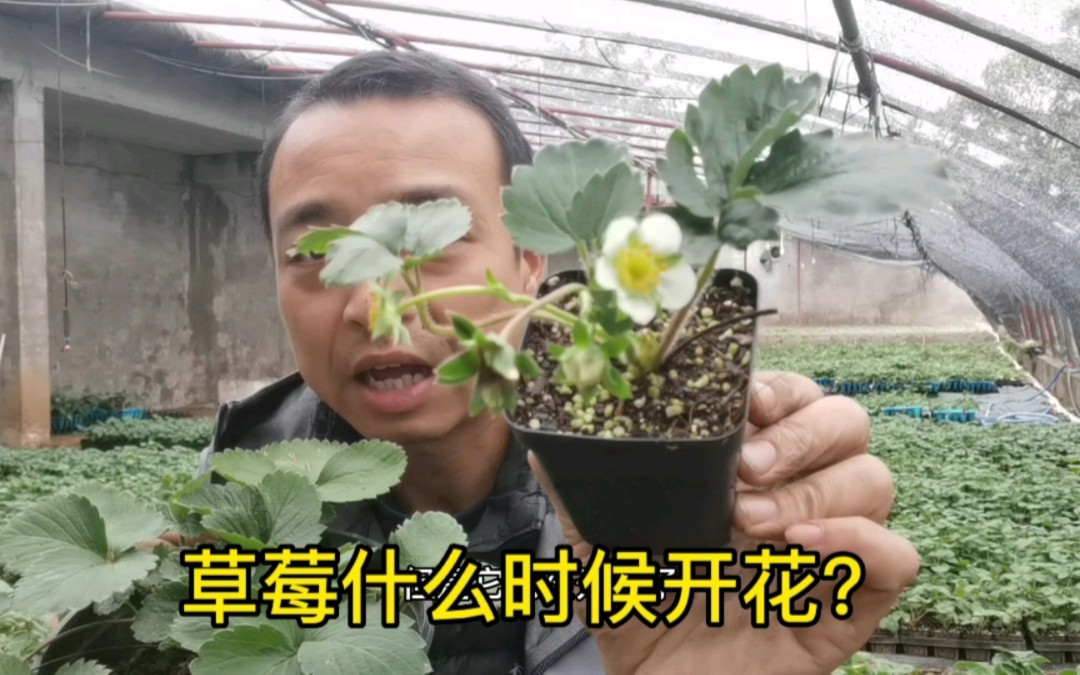 草莓什么时候开花?不是大小决定的,而是它哔哩哔哩bilibili