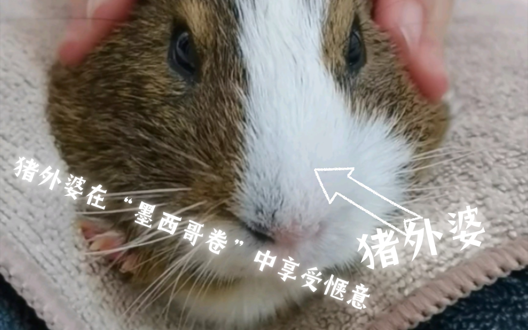 猪外婆在"墨西哥卷"中享受惬意