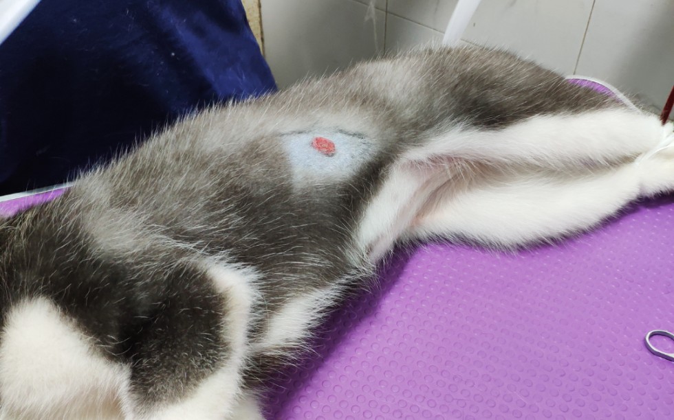 小幺身上长了个肿瘤