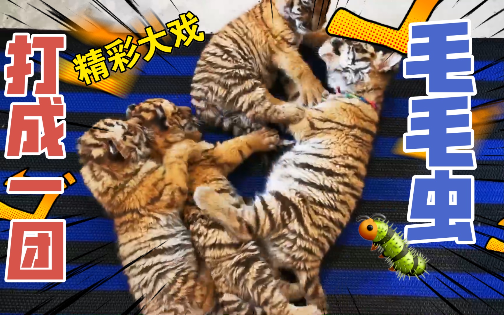 打成一团的毛毛虫