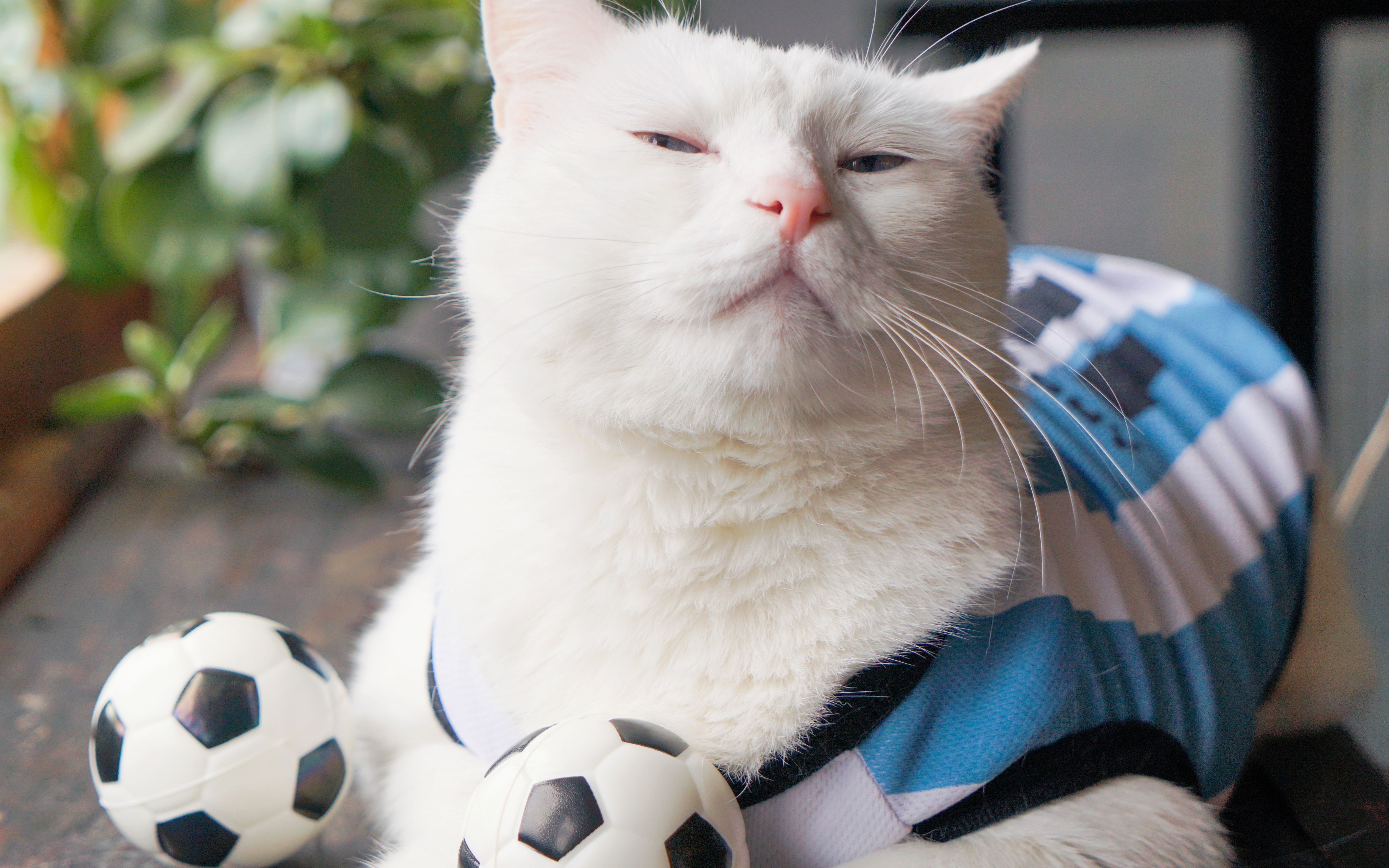 酥饼大人酥饼君get踢球新技能