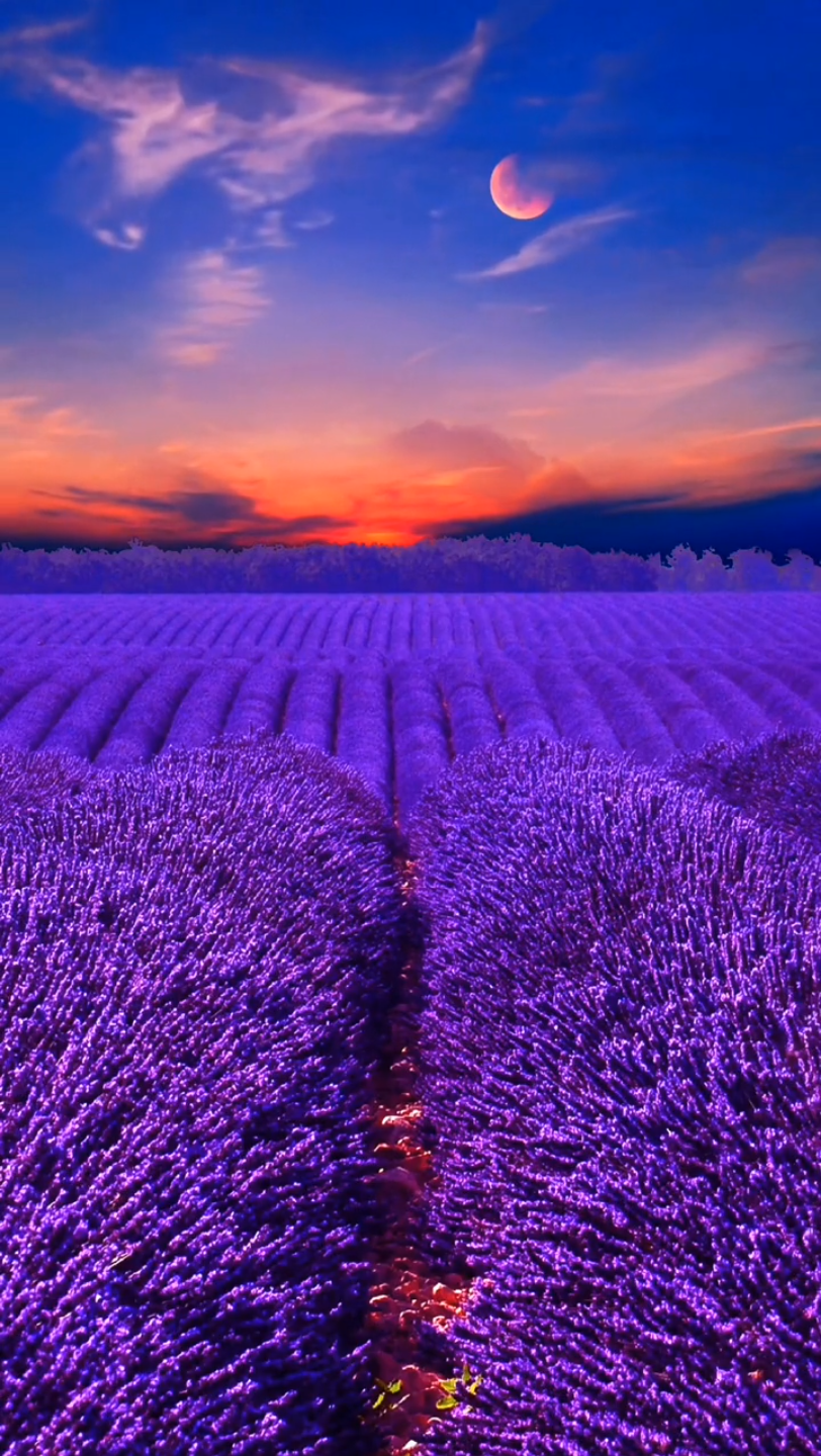 背景素材 紫色薰衣草,美了双眼,醉了人心