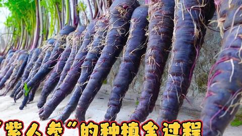 罕见的紫色胡萝卜 俗称 紫人参 的种植全程 小朋友都爱吃 哔哩哔哩