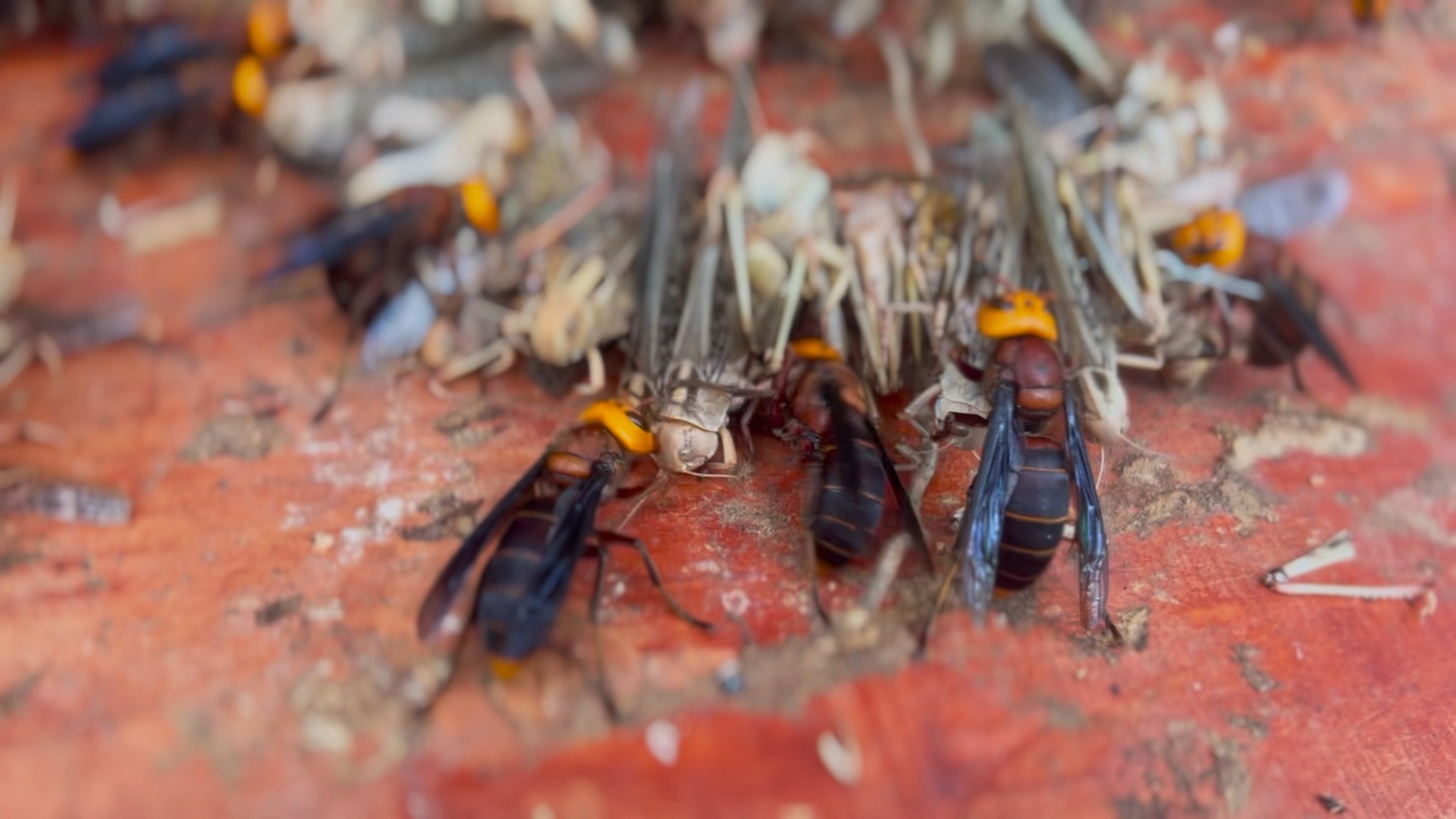近距离感受一下恐怖的虎头蜂