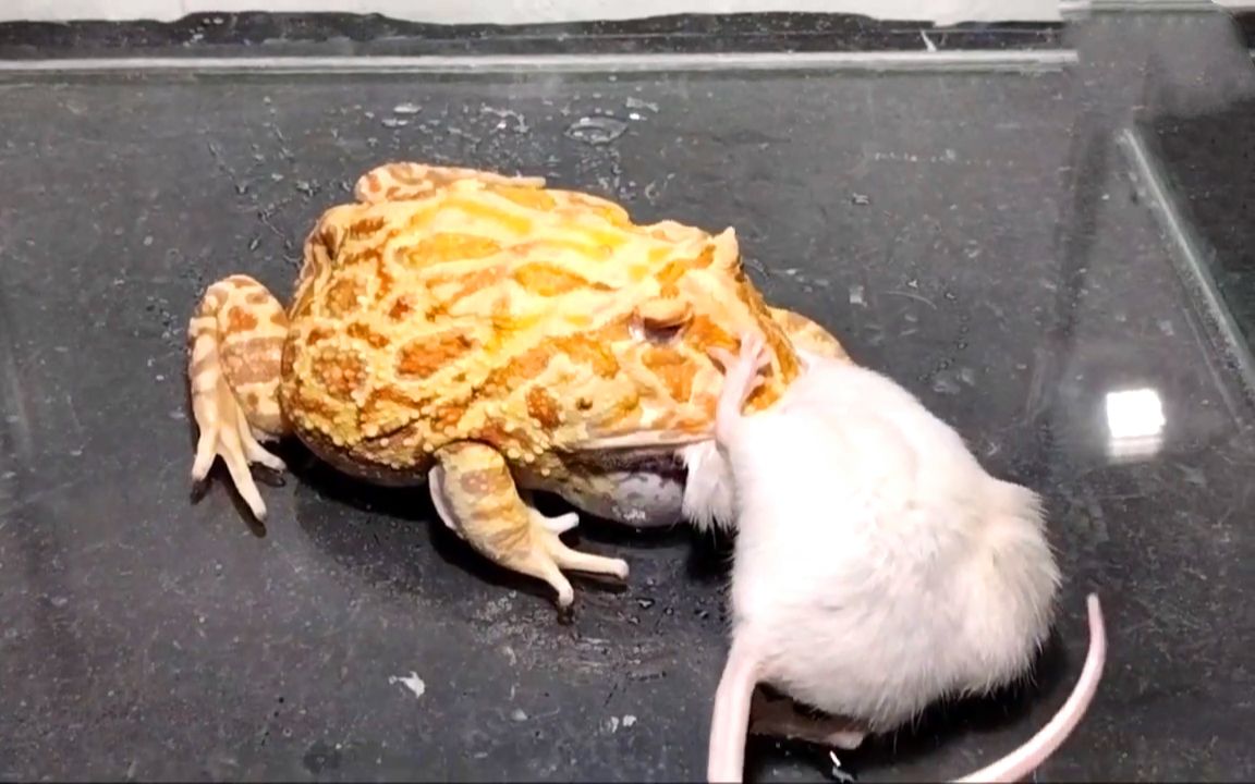 角蛙咬合力之大,足以让老鼠当场晕厥