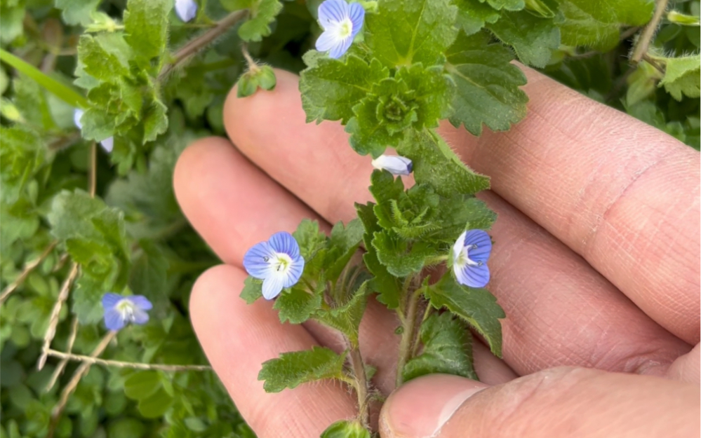 阿拉伯婆婆纳,又称肾子草,双肾草,因其籽呈肾形而得名,你知道阿拉伯