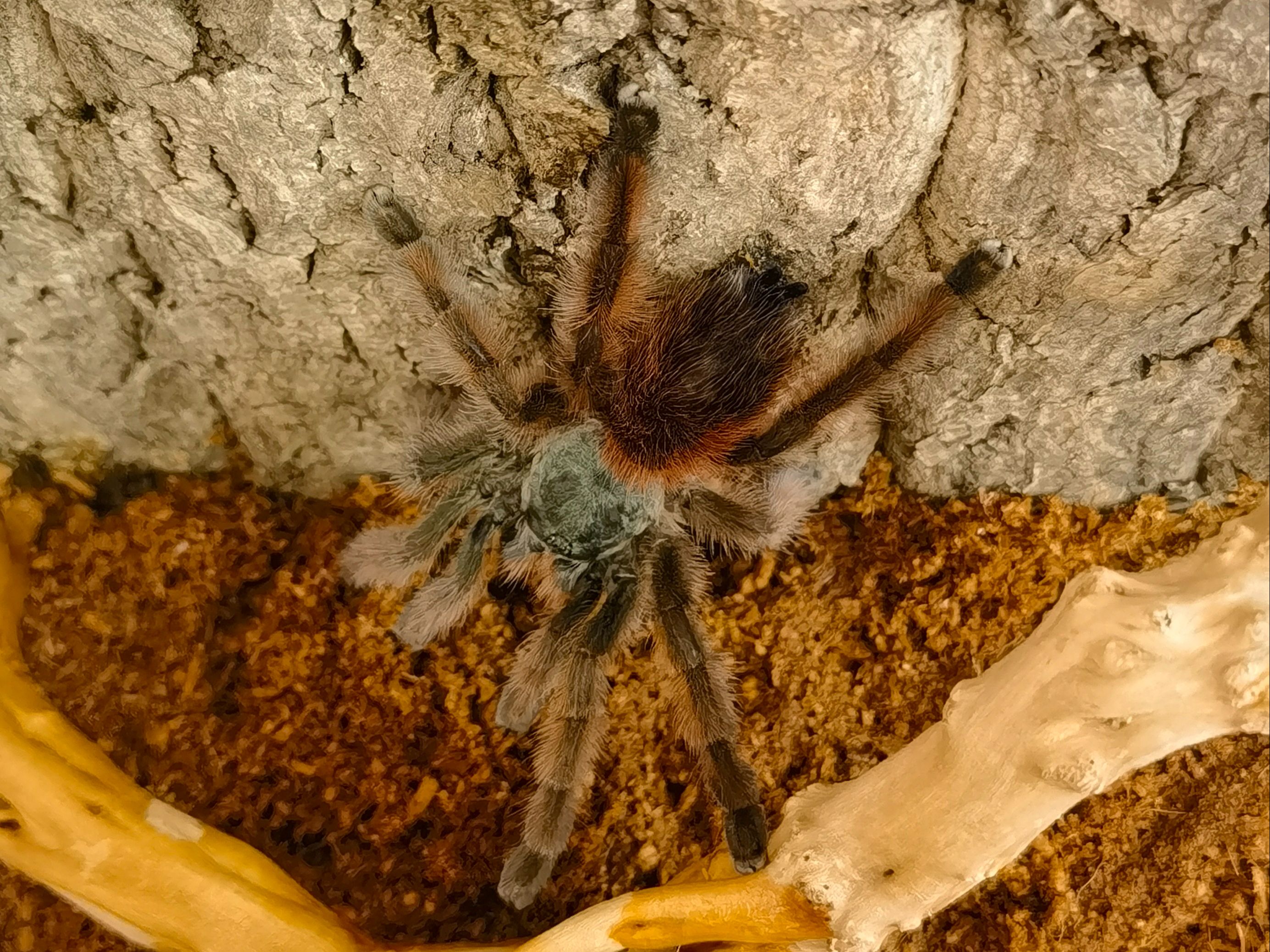 油彩粉趾捕鸟蛛开箱