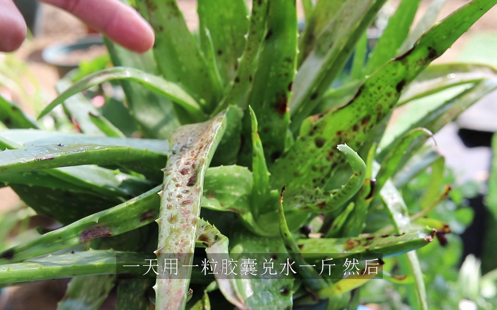 芦荟出现这种斑点,一不小心就"前胸贴后背"_哔哩哔哩_bilibili