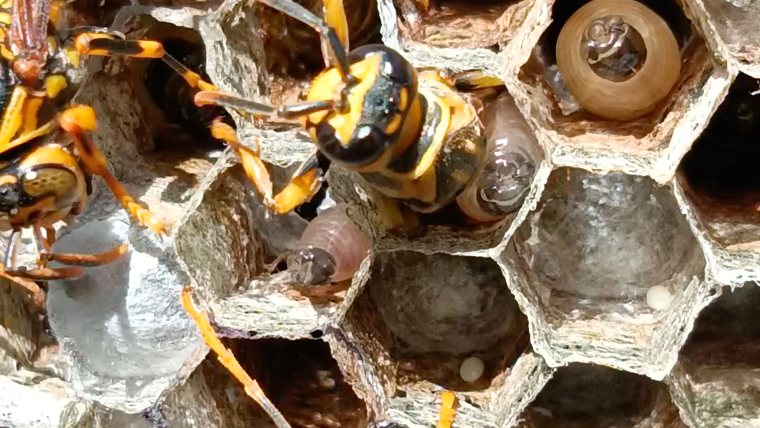 长脚蜂第二批职蜂破茧,快要把幼虫挤瘪了