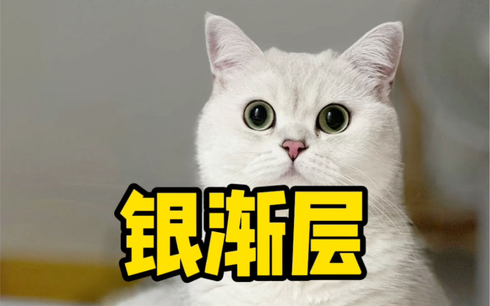 每天认识一只猫咪之银渐层!哔哩哔哩bilibili