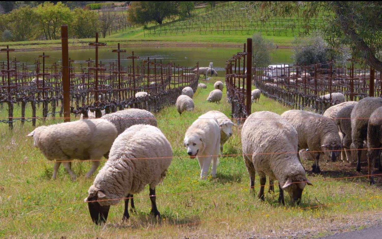 【超治愈放松】绵羊的悠闲时光,累了吧,一起来放羊吧.(1080p云放羊)