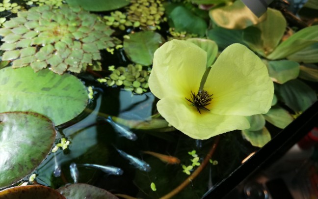 【两开花】鱼缸里的海尔芙拉睡莲和水金英都开花了哔哩哔哩bilibili