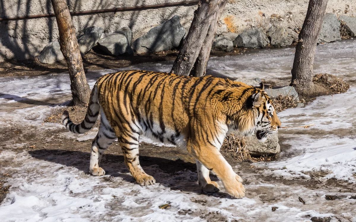 北京动物园的年轻公虎