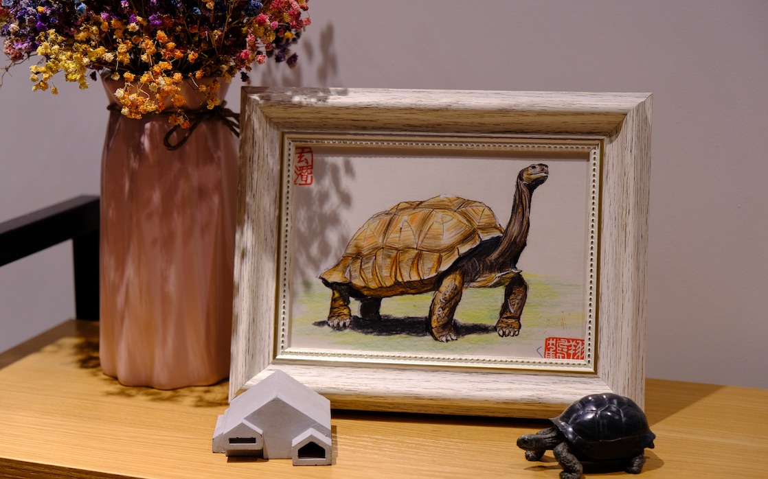 【彩铅手绘记录】加拉帕戈斯陆龟_哔哩哔哩 (゜-゜)つロ 干杯~-bili